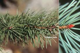 Attēlu rezultāti vaicājumam “Pseudotsuga menziesii fruit”