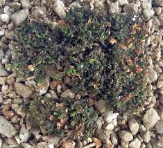 Attēlu rezultāti vaicājumam “Frullania dilatata”