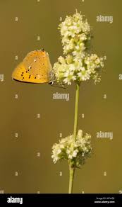 Attēlu rezultāti vaicājumam “Lycaena virgaureae underside”