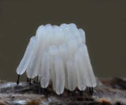 Attēlu rezultāti vaicājumam “Stemonitopsis amoena macro”