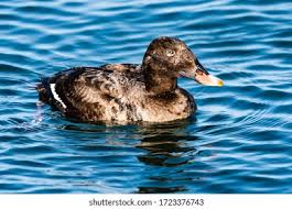 Attēlu rezultāti vaicājumam “Melanitta fusca male”