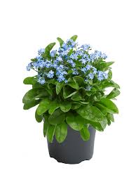 Attēlu rezultāti vaicājumam “Myosotis”