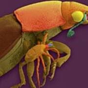 Attēlu rezultāti vaicājumam “Poecilochirus sp.”