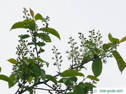 Attēlu rezultāti vaicājumam “Prunus padus var. roseiflora flower”