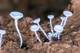 Attēlu rezultāti vaicājumam “Lachnum virgineum”