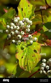Attēlu rezultāti vaicājumam “Cornus sericea fruit”