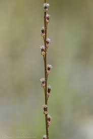 Attēlu rezultāti vaicājumam “Triglochin palustre fruit”