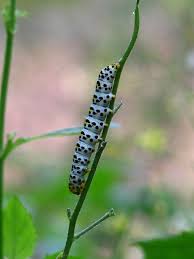Attēlu rezultāti vaicājumam “Shargacucullia scrophulariae”