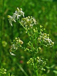 Attēlu rezultāti vaicājumam “Galium elongatum flower”