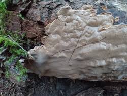 Attēlu rezultāti vaicājumam “Phellinus laevigatus”