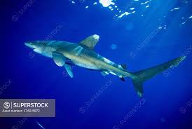 Image result for Carcharhinus brachyurus