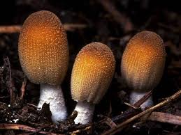 Attēlu rezultāti vaicājumam “Coprinus micaceus”