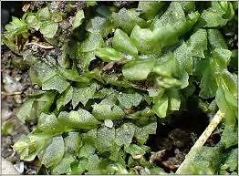 Attēlu rezultāti vaicājumam “Lophocolea heterophylla”