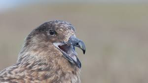 Image result for Stercorarius skua