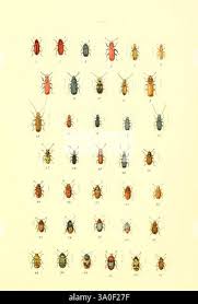 Attēlu rezultāti vaicājumam “Dendrophagus crenatus”