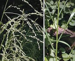 Attēlu rezultāti vaicājumam “Glyceria striata”