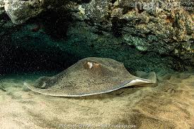 Image result for Dasyatis pastinaca