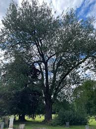 Attēlu rezultāti vaicājumam “Populus x jackii”