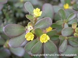 Attēlu rezultāti vaicājumam “Portulaca oleracea flower”