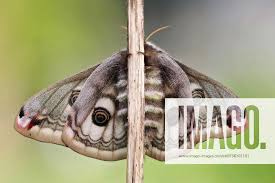 Attēlu rezultāti vaicājumam “Saturnia pavonia female”