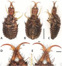 Attēlu rezultāti vaicājumam “Myrmeleontidae larva”