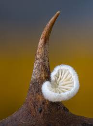 Attēlu rezultāti vaicājumam “Didymium verrucisporum macro”