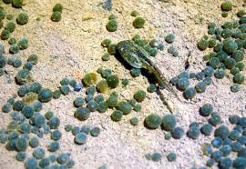 Attēlu rezultāti vaicājumam “Nostoc commune macro”