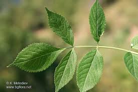 Attēlu rezultāti vaicājumam “Sambucus nigra leaf”