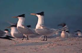 Image result for Sterna acuflavida