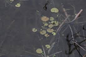 Attēlu rezultāti vaicājumam “Hydrocharis morsus-ranae bud”