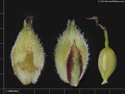 Attēlu rezultāti vaicājumam “Carex lasiocarpa male flower”