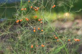 Attēlu rezultāti vaicājumam “Asparagus officinalis fruit”