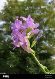Attēlu rezultāti vaicājumam “Medicago x varia  flower”