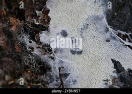 Attēlu rezultāti vaicājumam “Trechispora mollusca”