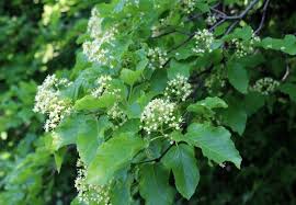 Attēlu rezultāti vaicājumam “Acer tataricum subsp. ginnala leaf”