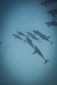 Image result for Delphinus delphis