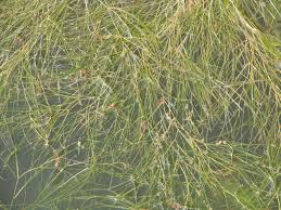 Attēlu rezultāti vaicājumam “Stuckenia pectinata”