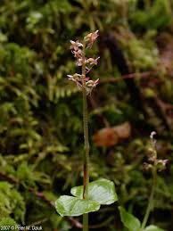Attēlu rezultāti vaicājumam “Listera cordata fruit”