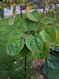 Attēlu rezultāti vaicājumam “Cercidiphyllum japonicum leaf”