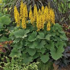 Attēlu rezultāti vaicājumam “Ligularia sibirica”