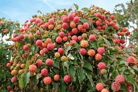 Attēlu rezultāti vaicājumam “Cornus sericea fruit”