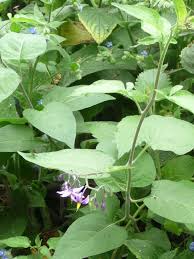 Attēlu rezultāti vaicājumam “Solanum dulcamara leaf”