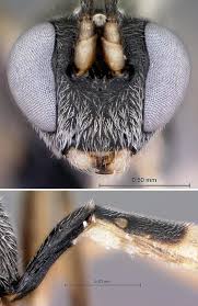 Attēlu rezultāti vaicājumam “Euura pedunculi”