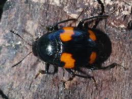 Attēlu rezultāti vaicājumam “Scaphidium quadrimaculatum”