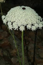 Attēlu rezultāti vaicājumam “Daucus carota subsp. carota”
