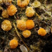 Attēlu rezultāti vaicājumam “Bactridium flavum”