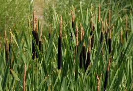 Attēlu rezultāti vaicājumam “Typha latifolia”