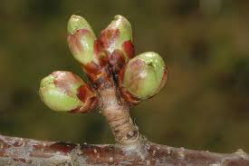 Attēlu rezultāti vaicājumam “Cerasus bud”