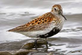 Attēlu rezultāti vaicājumam “Calidris alpina”