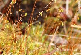 Attēlu rezultāti vaicājumam “Leptobryum pyriforme”
